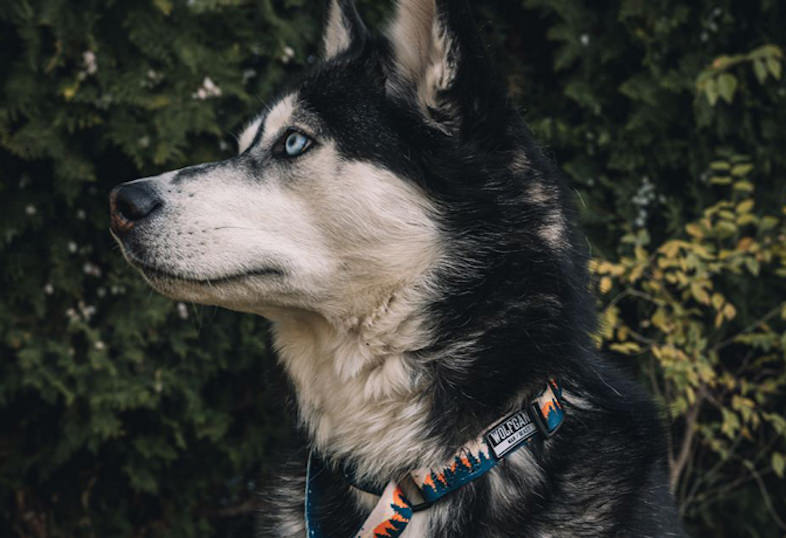 ハーフチョーク